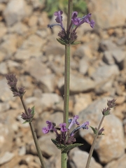 Nepeta glomerata