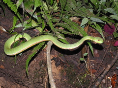 Trimeresurus popeiorum