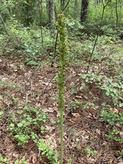 Xerophyllum asphodeloides