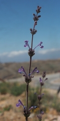 Nepeta glomerata
