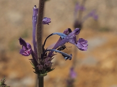 Nepeta glomerata