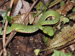 Trimeresurus popeiorum