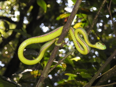 Trimeresurus popeiorum