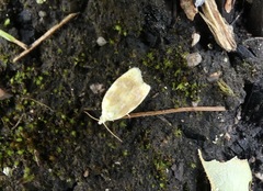 Acleris curvalana