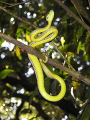 Trimeresurus popeiorum