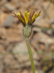 Picris strigosa