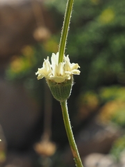 Sideritis libanotica