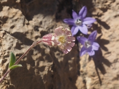 Silene odontopetala