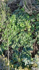 Oxalis strigosa