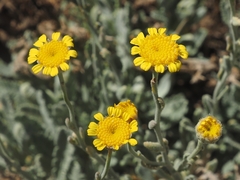 Tanacetum densum