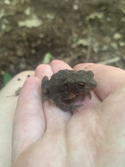 Bufo bufo