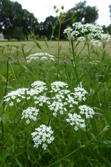 Pimpinella major
