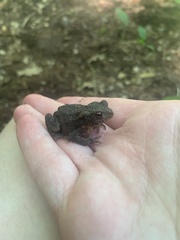 Bufo bufo