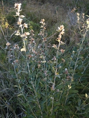 Vernonanthura chamaedrys