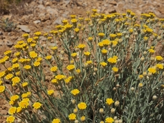 Tanacetum densum