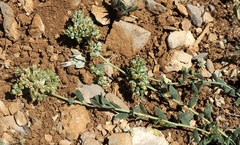 Telephium imperati
