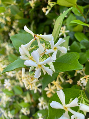 Trachelospermum jasminoides