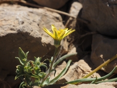 Tragopogon buphthalmoides