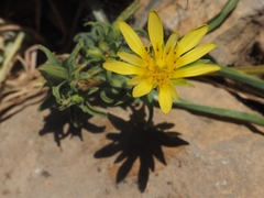 Tragopogon buphthalmoides