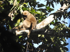 Macaca assamensis
