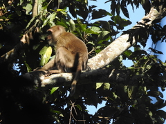 Macaca assamensis
