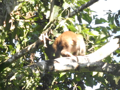 Macaca assamensis
