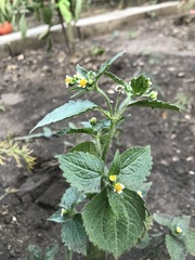 Galinsoga quadriradiata