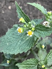 Galinsoga quadriradiata