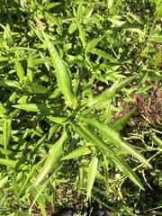 Anisacanthus