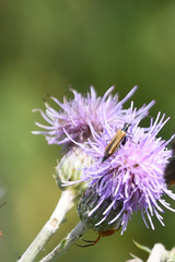 Oedemera femorata