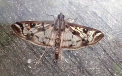 Rhimphalea