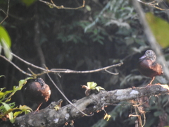 Asarcornis scutulata