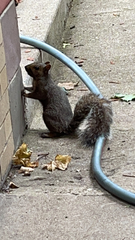 Sciurus carolinensis