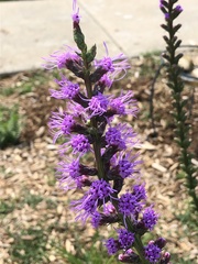 Liatris spicata