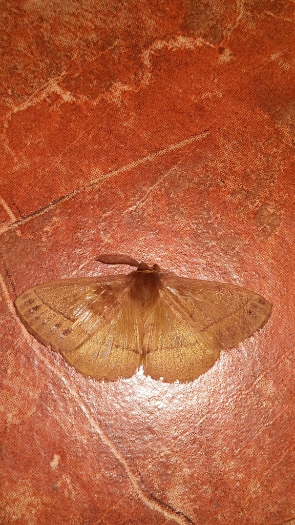 Eupterote flavicollis