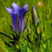 Marsh Gentian - Photo (c) Lisa Schwarz, some rights reserved (CC BY-NC), uploaded by Lisa Schwarz