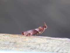 Calguia defiguralis