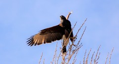 Parabuteo unicinctus
