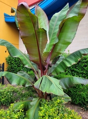 Ensete
