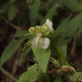 Pedicularis racemosa alba - Photo (c) Susan, some rights reserved (CC BY-NC), uploaded by Susan