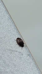 Litargus tetraspilotus