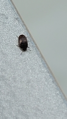 Litargus tetraspilotus