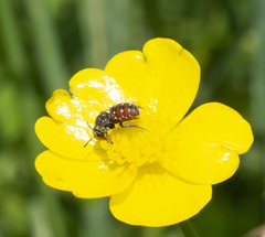 Holcopasites calliopsidis