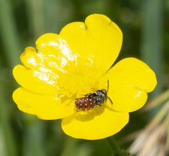 Holcopasites calliopsidis