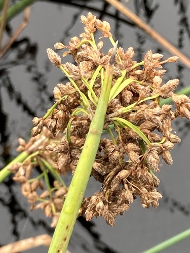 Schoenoplectus californicus image