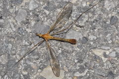 Tipula lunata
