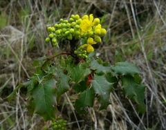 Berberis pinnata pinnata