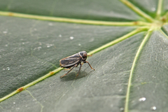 Indiagallia limbata