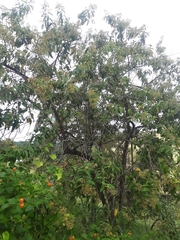 Moquiniastrum polymorphum