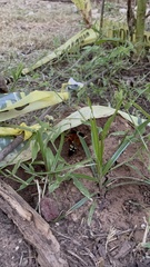 Sphecius